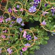 ヒメ日記 2025/07/26 15:37 投稿 皐月（さつき） やみつきの館　鶯谷店