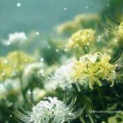 皐月（さつき） お彼岸 やみつきの館　鶯谷店