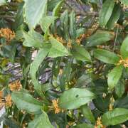 皐月（さつき） この季節に やみつきの館　鶯谷店