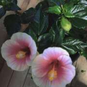 ヒメ日記 2025/06/11 01:22 投稿 しおね 熟女の風俗最終章 西川口店