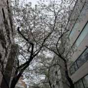 ヒメ日記 2026/04/05 20:19 投稿 みき 白いぽっちゃりさん五反田店