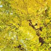 ヒメ日記 2025/11/29 07:16 投稿 はるな 東京妻next (京都グループ)