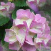 ヒメ日記 2025/06/11 16:30 投稿 美奈 千葉栄町ムンムン熟女妻