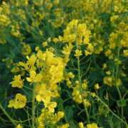 ヒメ日記 2026/03/11 00:20 投稿 美奈 千葉栄町ムンムン熟女妻