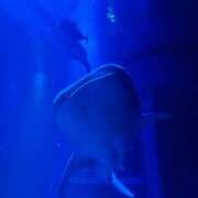 ヒメ日記 2025/11/01 10:41 投稿 ひびき 英乃國屋