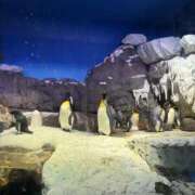 ヒメ日記 2025/12/16 22:20 投稿 ひびき 英乃國屋