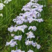 ヒメ日記 2025/06/20 13:04 投稿 わらび 熟女の風俗最終章 仙台店