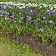 ヒメ日記 2025/09/06 23:54 投稿 わらび 熟女の風俗最終章 仙台店