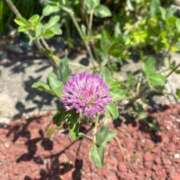 わらび 金木犀の香り 熟女の風俗最終章 仙台店