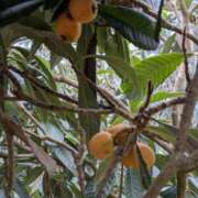 ヒメ日記 2025/06/04 12:00 投稿 あきほ 性腺熟女100％鶯谷（デリヘル市場）