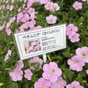 ヒメ日記 2025/07/16 06:57 投稿 さくら（奴隷） SM倶楽部ヴィーナス