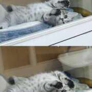 ヒメ日記 2026/02/15 21:11 投稿 かすみ クラブアリア -CLUB ARIA-