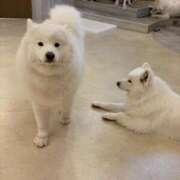 ヒメ日記 2026/04/17 23:17 投稿 かすみ クラブアリア -CLUB ARIA-