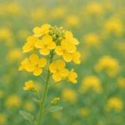 ヒメ日記 2025/07/29 12:51 投稿 愛菜(あいな) グランドオペラ横浜