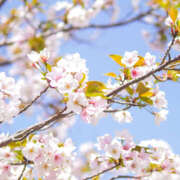 ヒメ日記 2025/05/13 08:13 投稿 かの 2980円