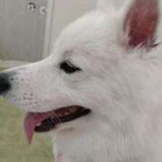 ヒメ日記 2025/09/17 06:34 投稿 まゆ メンエス案内所