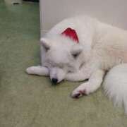 ヒメ日記 2025/09/23 18:09 投稿 まゆ メンエス案内所