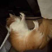 ヒメ日記 2025/07/23 22:14 投稿 ゆゆ 萌えコス