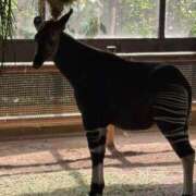 ヒメ日記 2025/08/06 14:14 投稿 ゆゆ 萌えコス