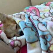 ヒメ日記 2025/09/10 05:45 投稿 ゆゆ 萌えコス