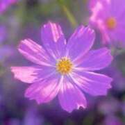 ヒメ日記 2025/10/11 10:35 投稿 みほ 逢って30秒で即尺