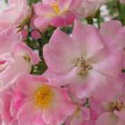 ヒメ日記 2025/10/23 09:12 投稿 みほ 逢って30秒で即尺