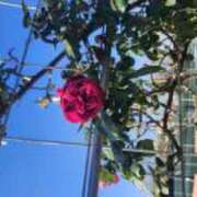 ヒメ日記 2025/11/21 09:07 投稿 みほ 逢って30秒で即尺