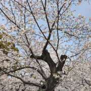 ヒメ日記 2026/03/31 10:00 投稿 みほ 逢って30秒で即尺