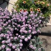 ヒメ日記 2025/05/21 08:48 投稿 つぐみ 新妻物語