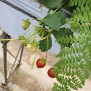 ヒメ日記 2025/05/27 00:08 投稿 つぐみ 新妻物語