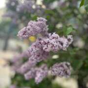 ヒメ日記 2025/05/20 19:45 投稿 紺野　みゆ しこたま奥様 札幌店