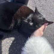 ヒメ日記 2026/03/11 18:03 投稿 ひな 奥様はエンジェル　八王子店