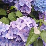 ヒメ日記 2025/06/10 15:22 投稿 ゆき 熟女の風俗最終章　越谷店