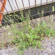 ヒメ日記 2025/06/12 19:02 投稿 ゆき 熟女の風俗最終章　越谷店