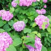 ヒメ日記 2025/06/18 17:02 投稿 ゆき 熟女の風俗最終章　越谷店