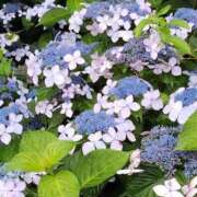 ヒメ日記 2025/06/11 14:52 投稿 ゆき 熟女の風俗最終章 西川口店