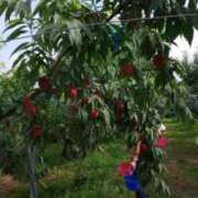 ヒメ日記 2025/12/06 22:26 投稿 まりな 熟女総本店 日本橋ミナミエリア店