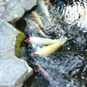 まりな ありがとうございました♡ 熟女総本店 日本橋ミナミエリア店