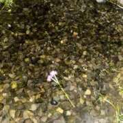 ヒメ日記 2025/08/14 13:28 投稿 ツユ ファーストレディー