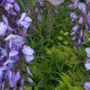 ヒメ日記 2026/04/30 14:54 投稿 ツユ ファーストレディー