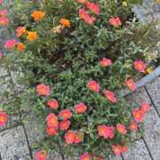 ヒメ日記 2025/07/10 16:22 投稿 みかん 人妻最後の砦 大和本店