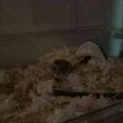 ヒメ日記 2025/09/17 09:06 投稿 ゆうり♡マット・AFなんでもOK ドMなバニーちゃん 柴田店