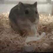 ヒメ日記 2025/09/19 09:06 投稿 ゆうり♡マット・AFなんでもOK ドMなバニーちゃん 柴田店