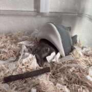 ヒメ日記 2025/09/21 23:46 投稿 ゆうり♡マット・AFなんでもOK ドMなバニーちゃん 柴田店