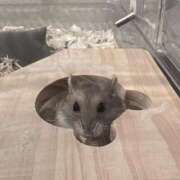 ヒメ日記 2025/10/01 01:00 投稿 ゆうり♡マット・AFなんでもOK ドMなバニーちゃん 柴田店