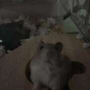 ヒメ日記 2025/10/01 12:20 投稿 ゆうり♡マット・AFなんでもOK ドMなバニーちゃん 柴田店