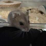 ヒメ日記 2025/10/08 16:00 投稿 ゆうり♡マット・AFなんでもOK ドMなバニーちゃん 柴田店