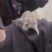 ヒメ日記 2025/10/24 00:10 投稿 ゆうり♡マット・AFなんでもOK ドMなバニーちゃん 柴田店