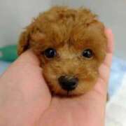 ヒメ日記 2025/09/09 18:21 投稿 みな Beppin house