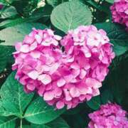 ヒメ日記 2025/05/22 15:00 投稿 アキ 煌-kirameki-